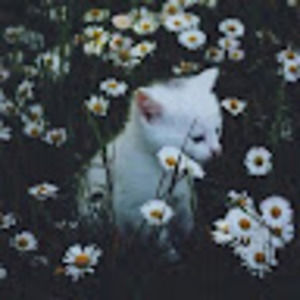 Meet your Posher, Lachlan